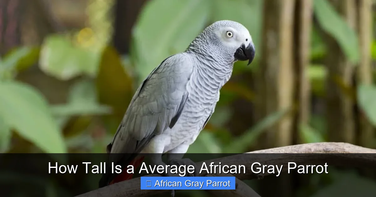 How Tall Is a Average African Gray Parrot