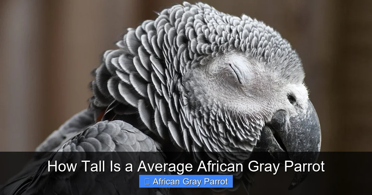 How Tall Is a Average African Gray Parrot