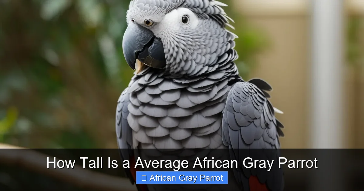 How Tall Is a Average African Gray Parrot