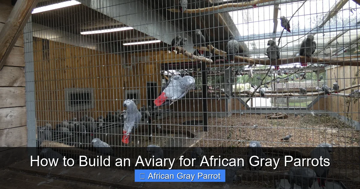 How to Build an Aviary for African Gray Parrots