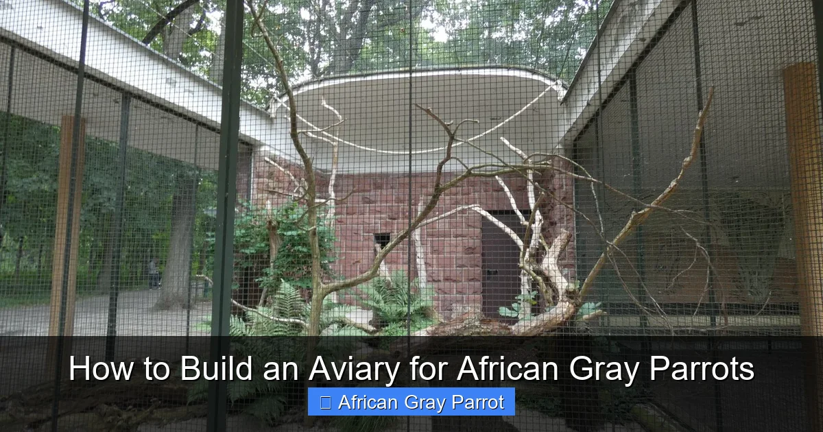 How to Build an Aviary for African Gray Parrots