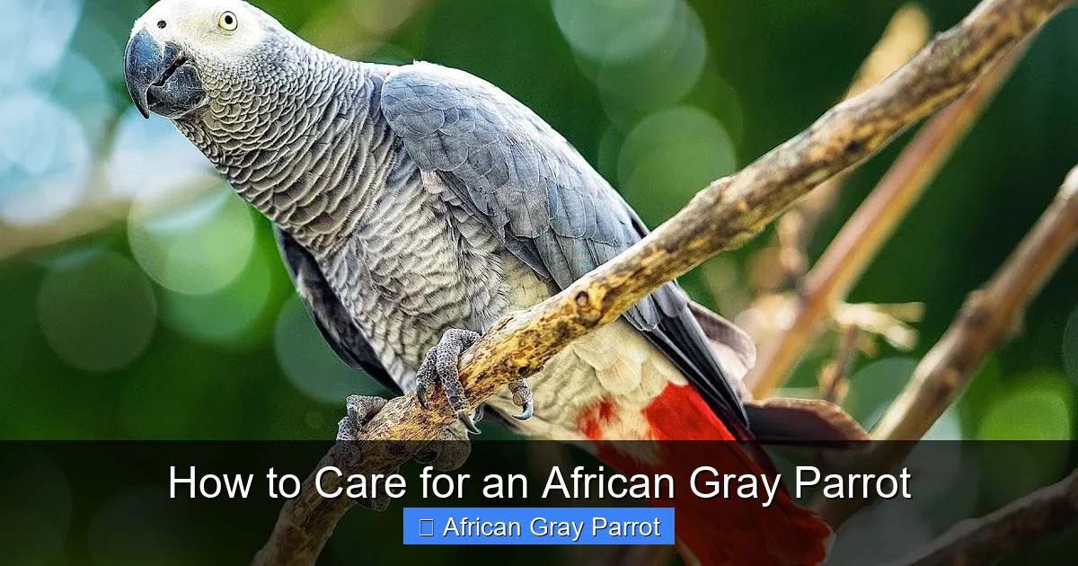 How to Care for an African Gray Parrot