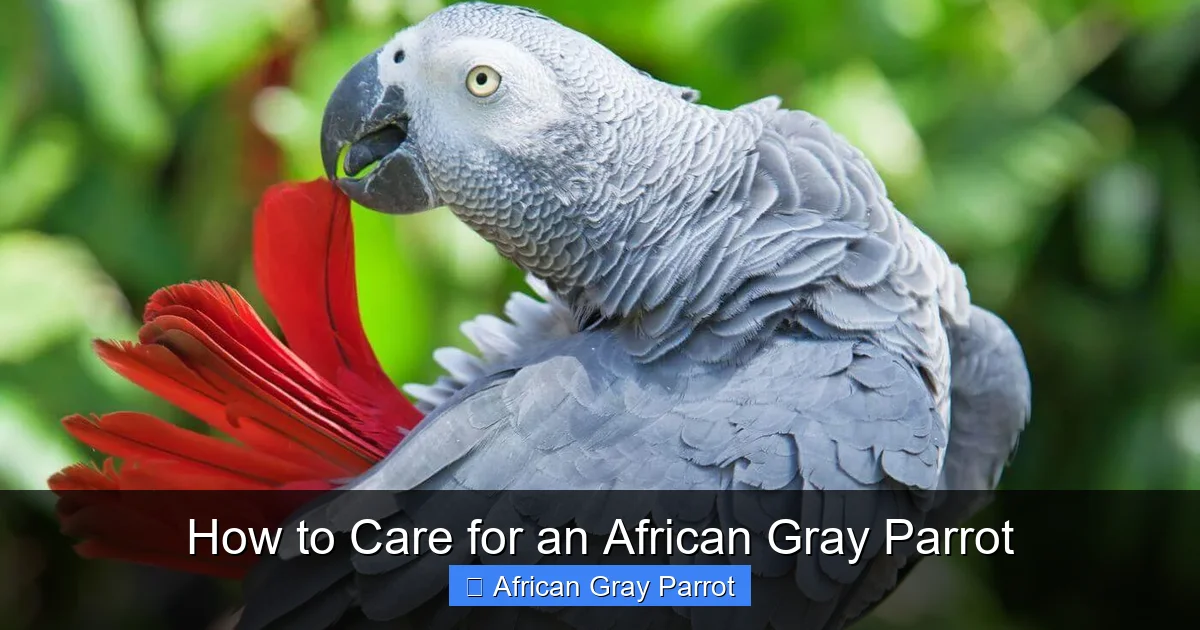How to Care for an African Gray Parrot