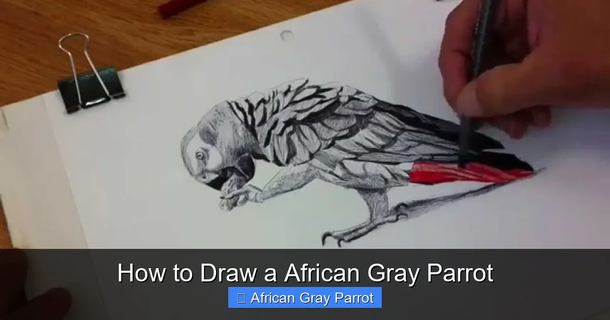 How to Draw a African Gray Parrot