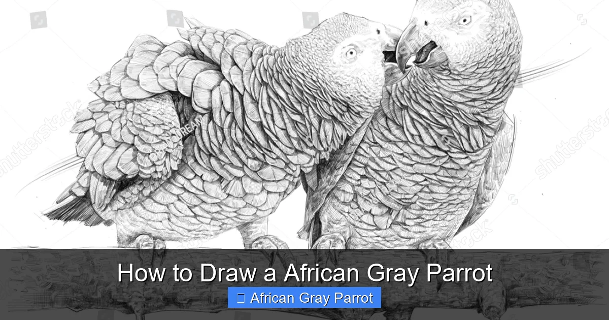 How to Draw a African Gray Parrot
