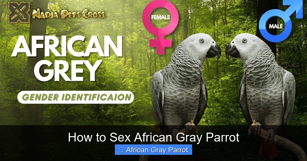 How to Sex African Gray Parrot
