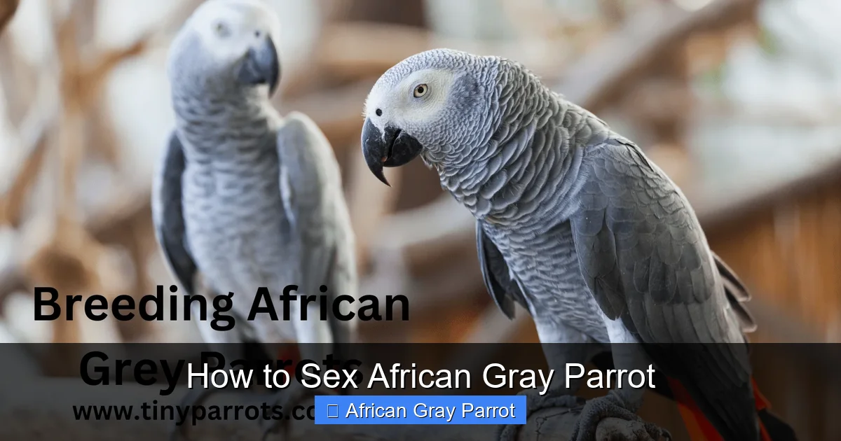 How to Sex African Gray Parrot