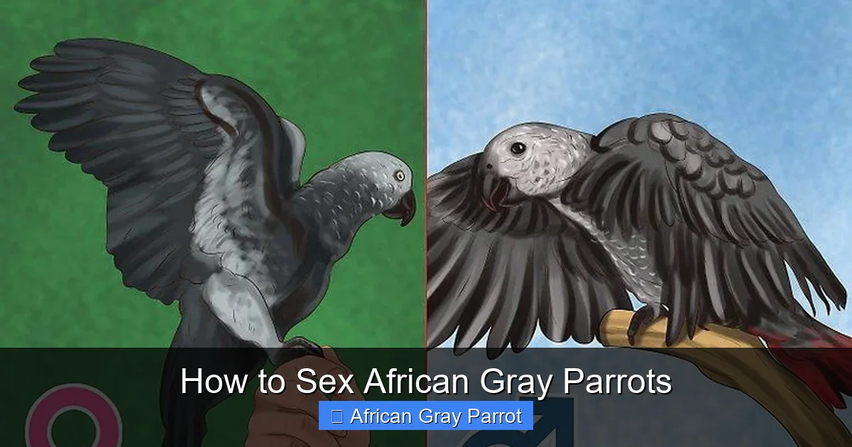 How to Sex African Gray Parrots