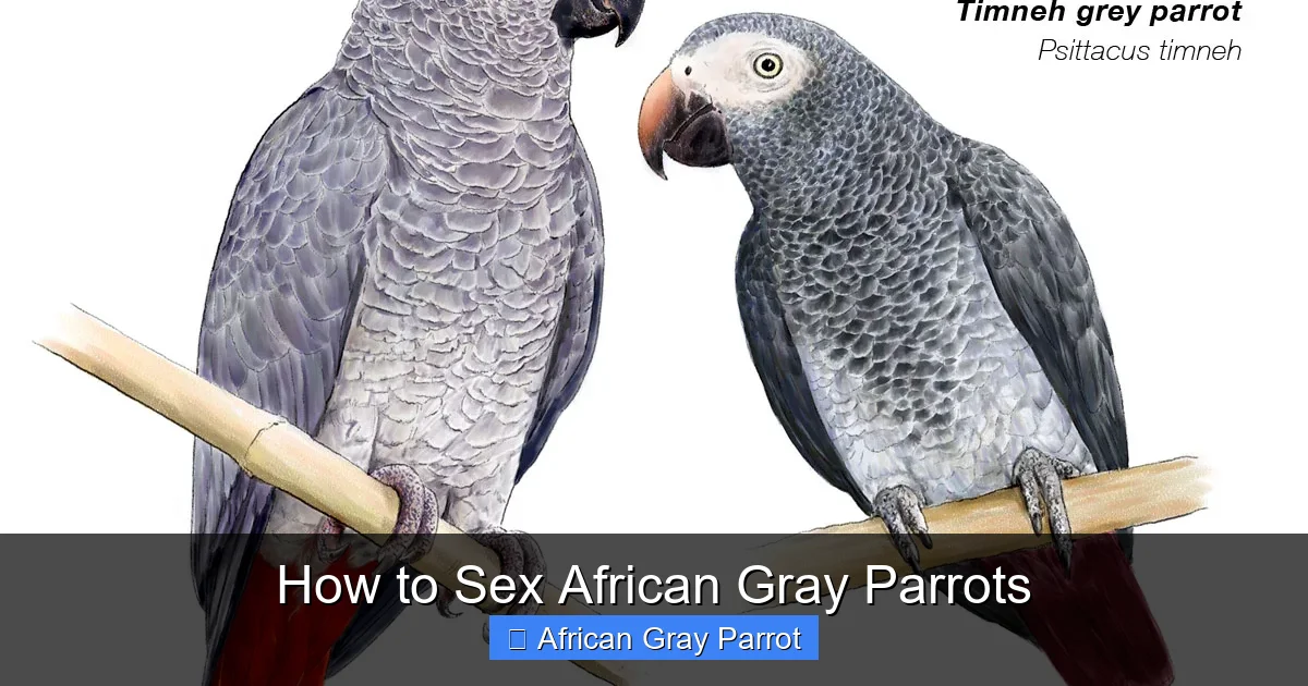 How to Sex African Gray Parrots