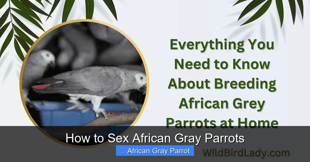 How to Sex African Gray Parrots