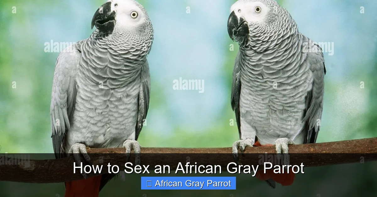 How to Sex an African Gray Parrot