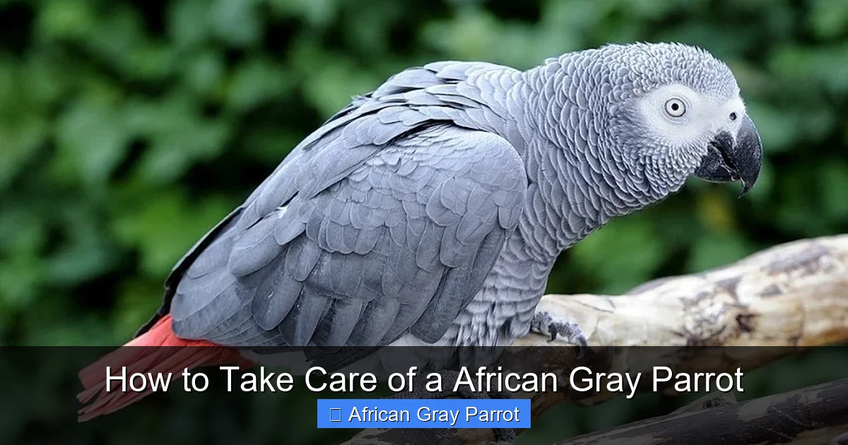 How to Take Care of a African Gray Parrot