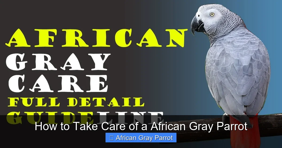 How to Take Care of a African Gray Parrot