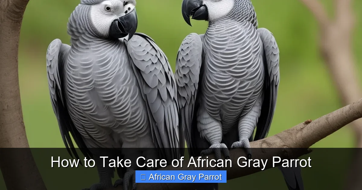 How to Take Care of African Gray Parrot