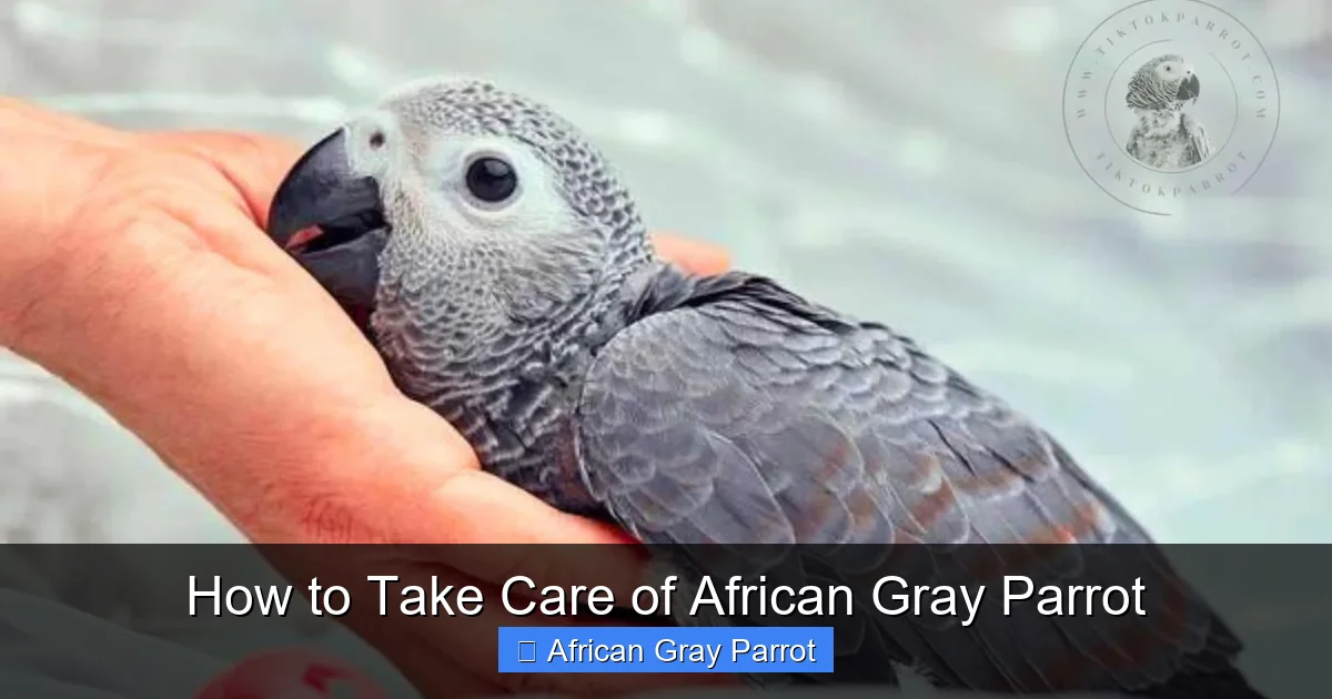 How to Take Care of African Gray Parrot