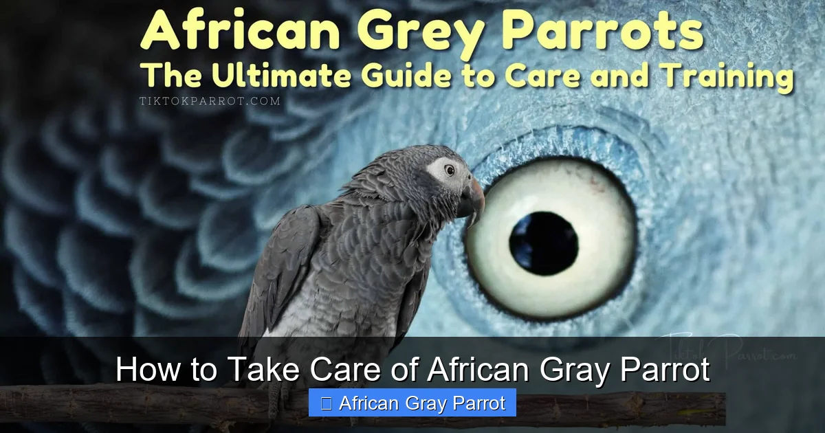 How to Take Care of African Gray Parrot