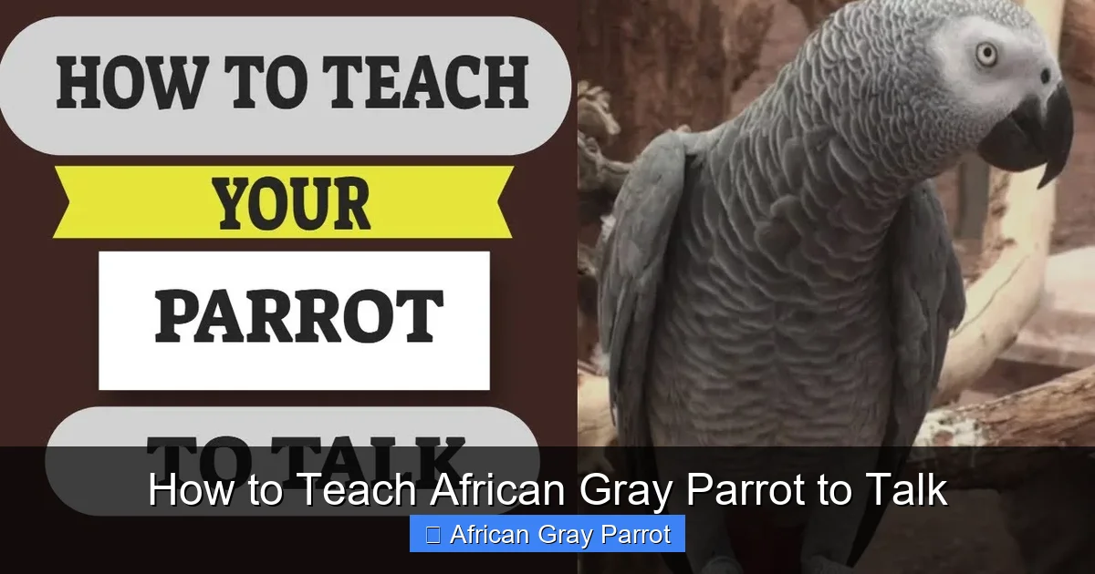 How to Teach African Gray Parrot to Talk