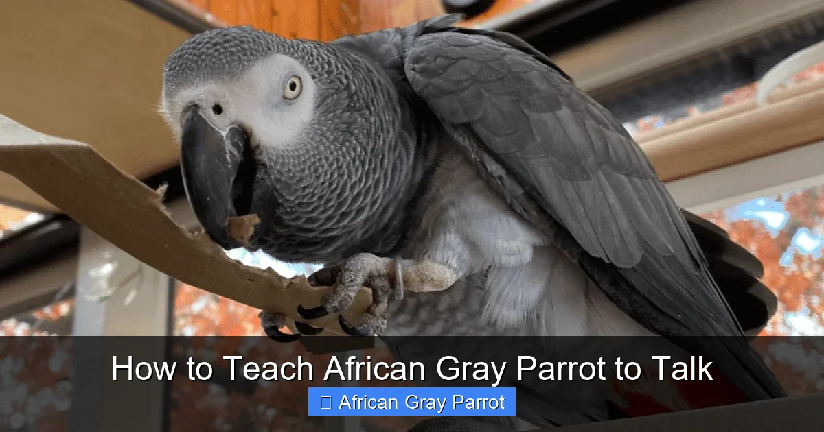 How to Teach African Gray Parrot to Talk