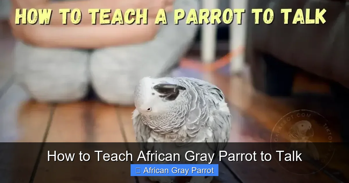 How to Teach African Gray Parrot to Talk