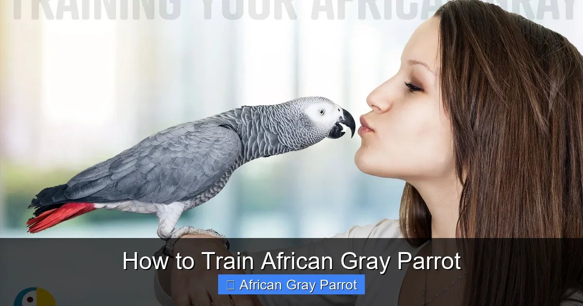 How to Train African Gray Parrot