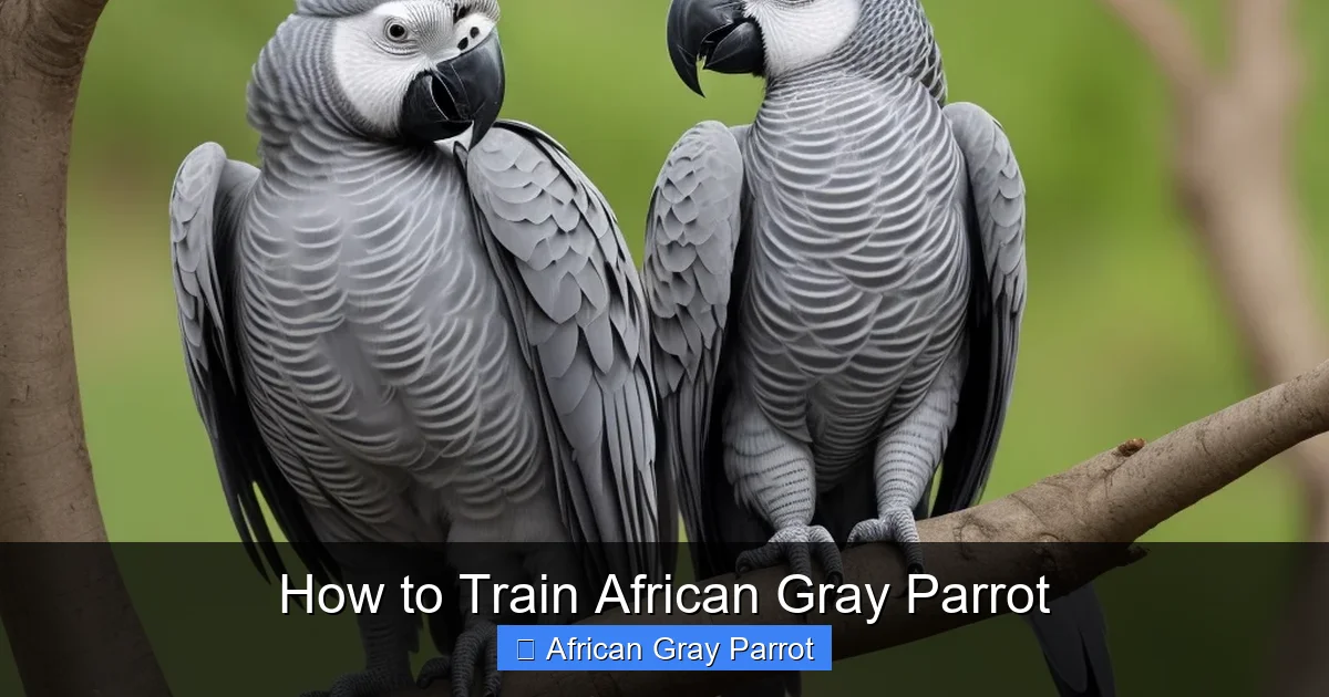 How to Train African Gray Parrot