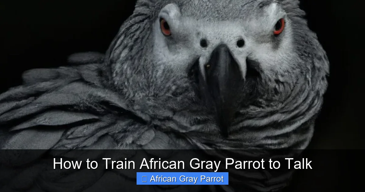 How to Train African Gray Parrot to Talk