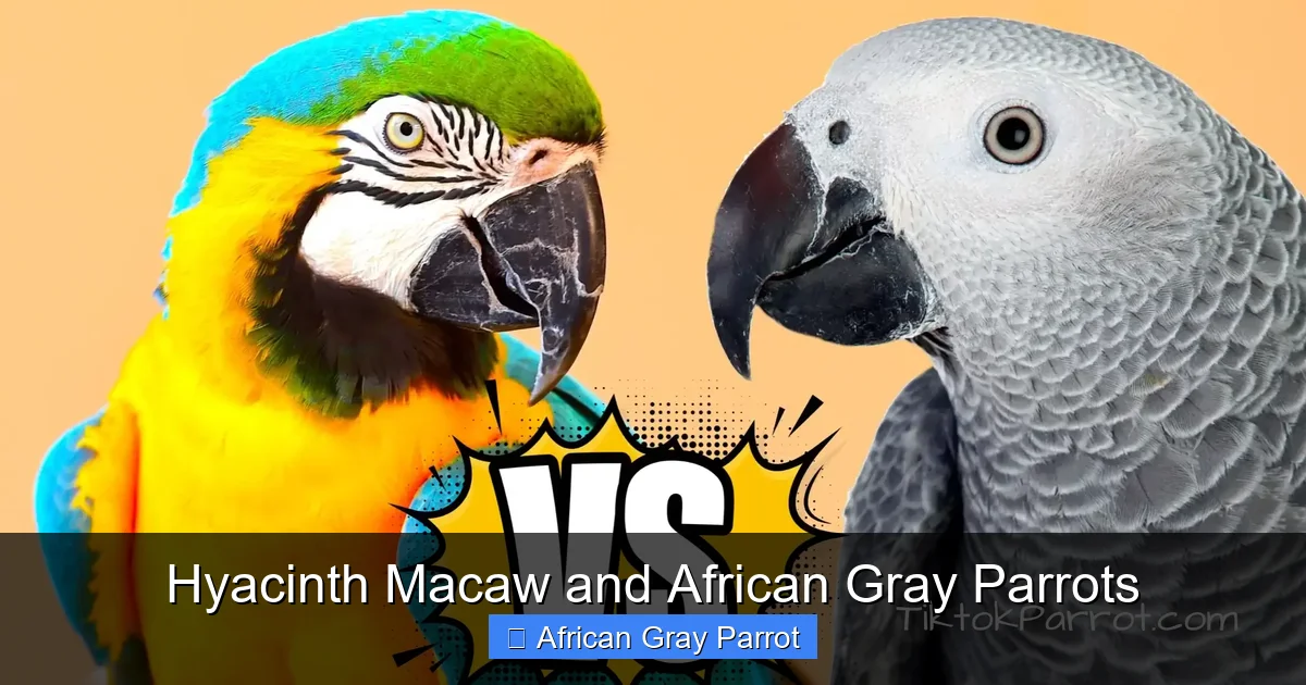 Hyacinth Macaw and African Gray Parrots