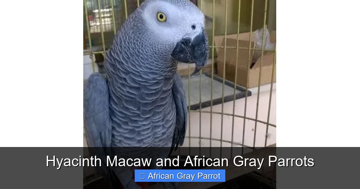 Hyacinth Macaw and African Gray Parrots