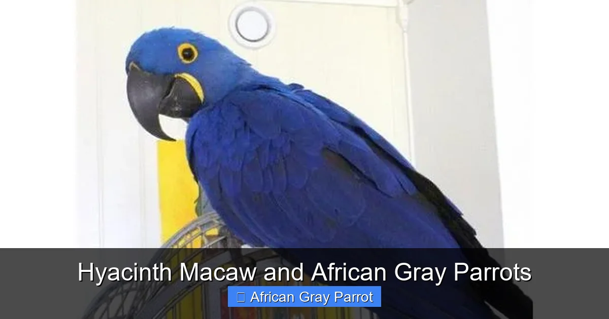 Hyacinth Macaw and African Gray Parrots