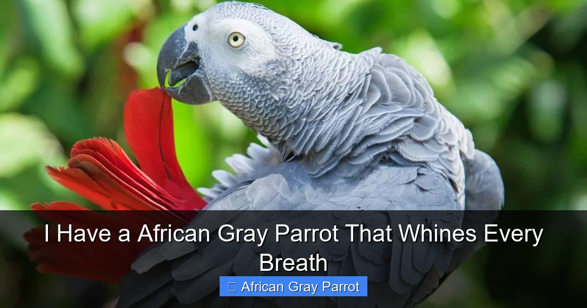 I Have a African Gray Parrot That Whines Every Breath
