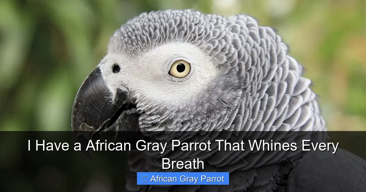 I Have a African Gray Parrot That Whines Every Breath