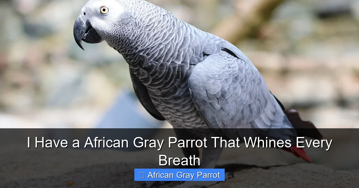 I Have a African Gray Parrot That Whines Every Breath