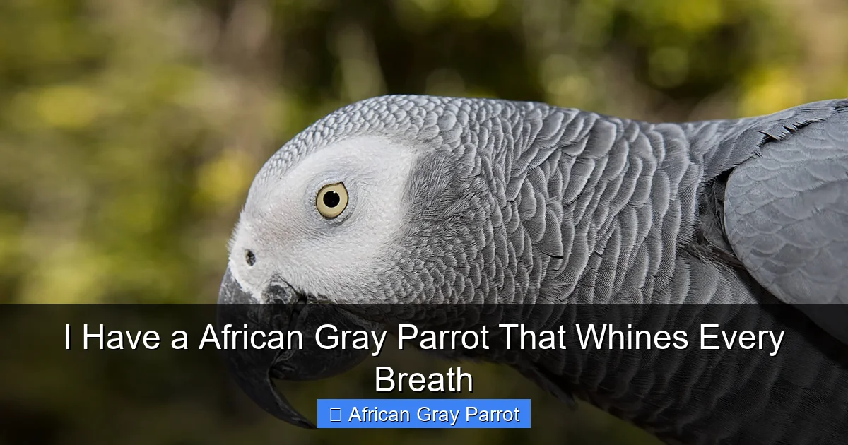I Have a African Gray Parrot That Whines Every Breath