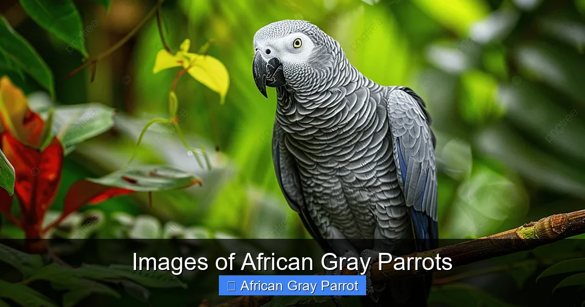 Images of African Gray Parrots