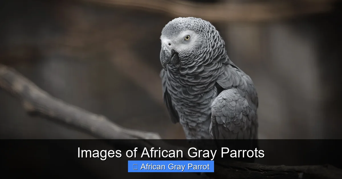 Images of African Gray Parrots