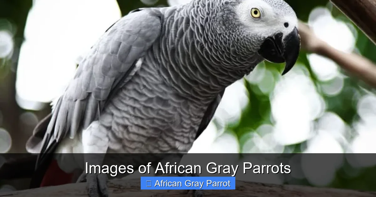 Images of African Gray Parrots