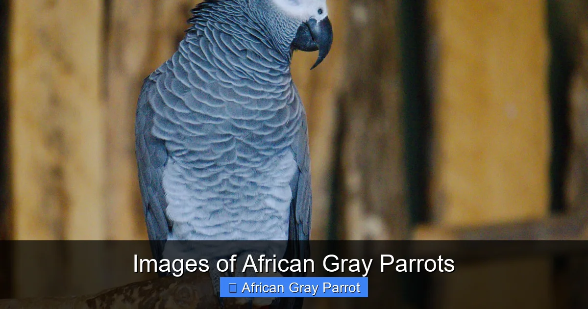 Images of African Gray Parrots