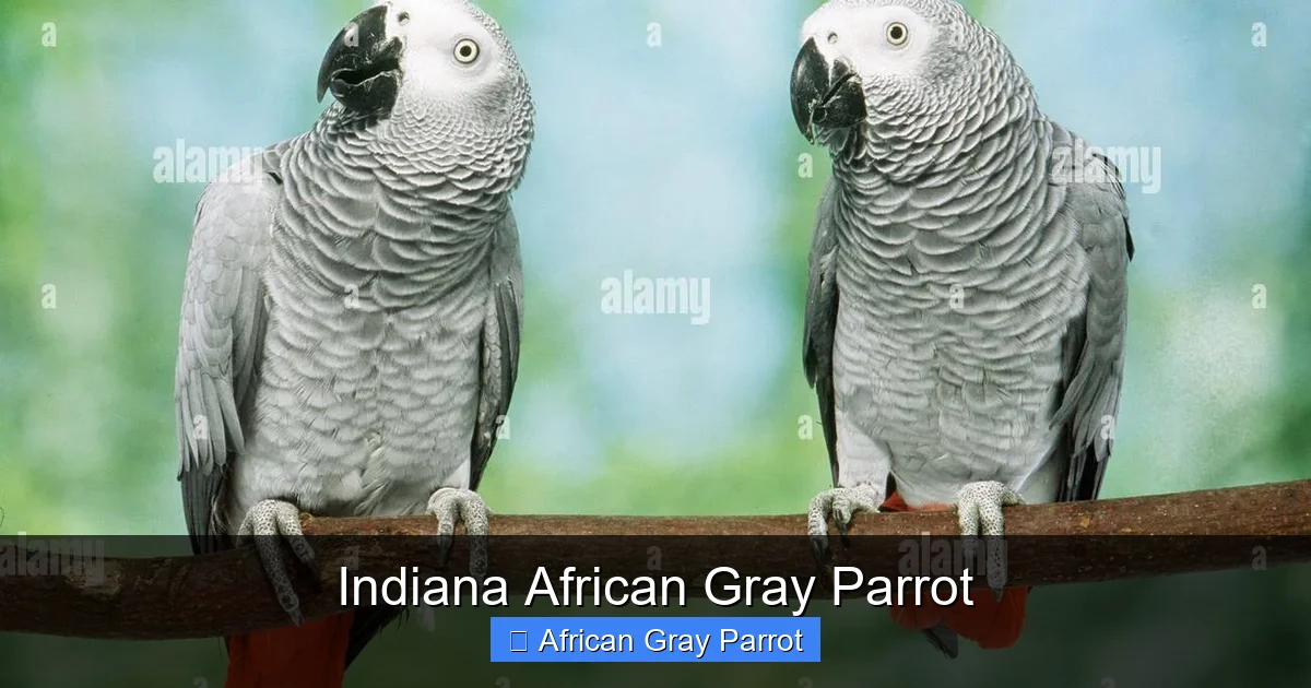 Indiana African Gray Parrot