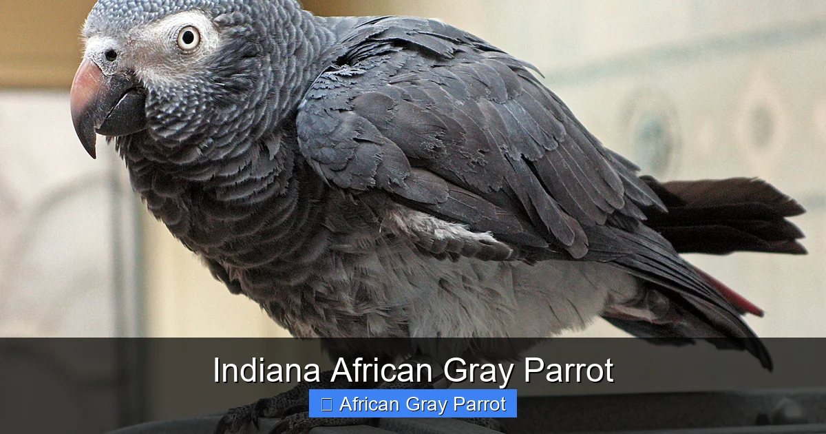Indiana African Gray Parrot