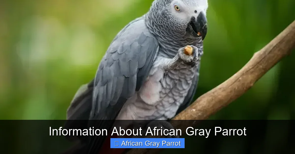 Information About African Gray Parrot