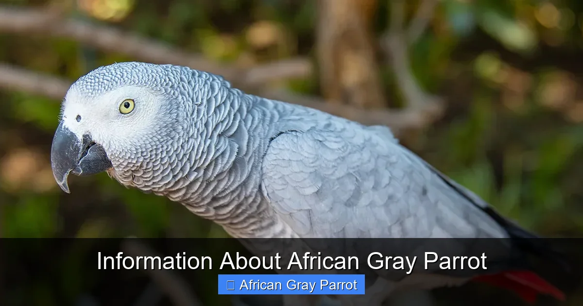 Information About African Gray Parrot
