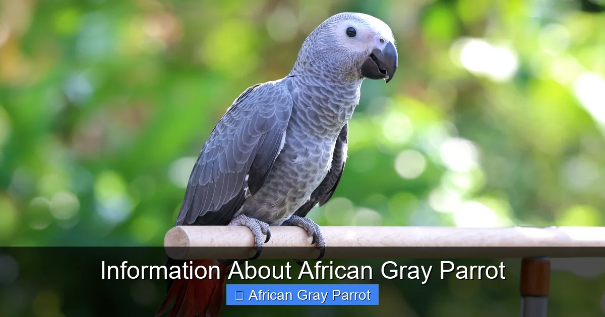 Information About African Gray Parrot