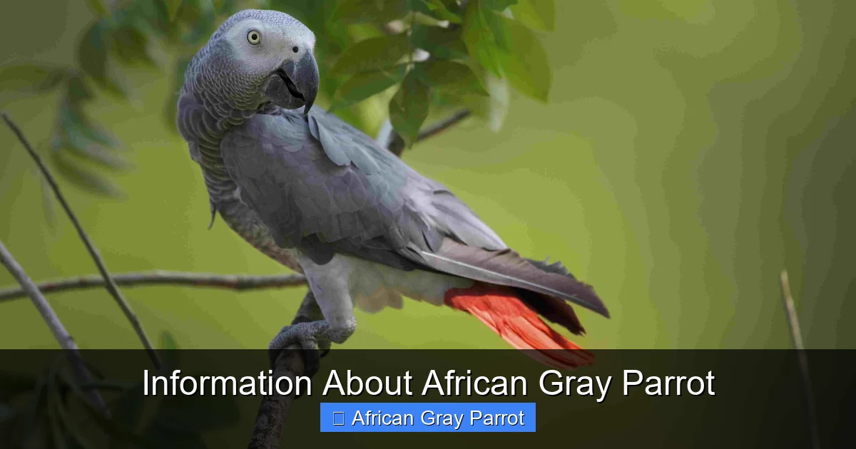 Information About African Gray Parrot