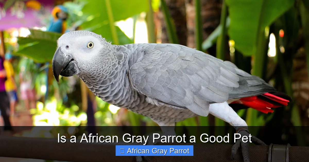Is a African Gray Parrot a Good Pet