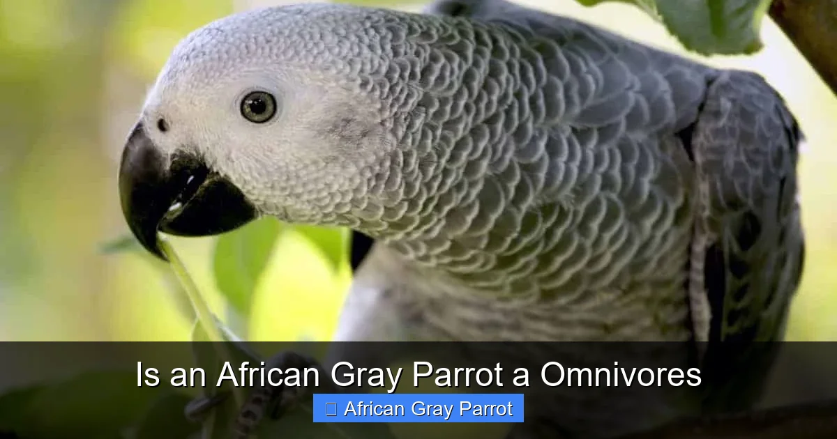 Is an African Gray Parrot a Omnivores