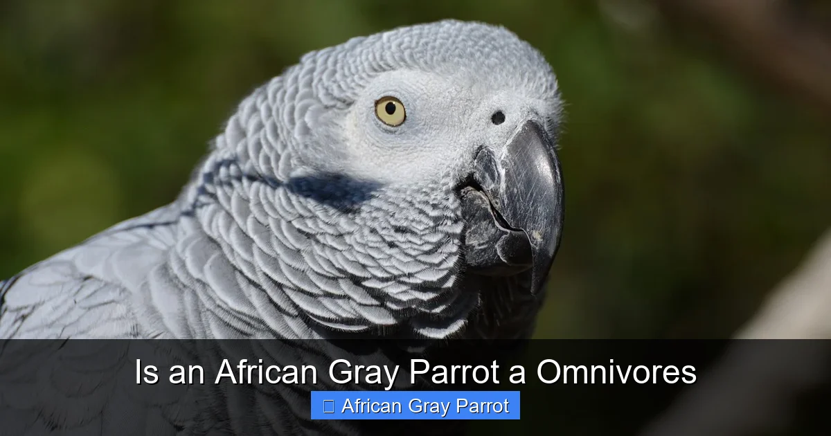 Is an African Gray Parrot a Omnivores