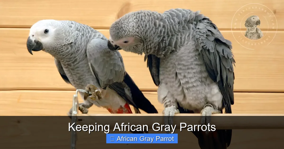 Keeping African Gray Parrots