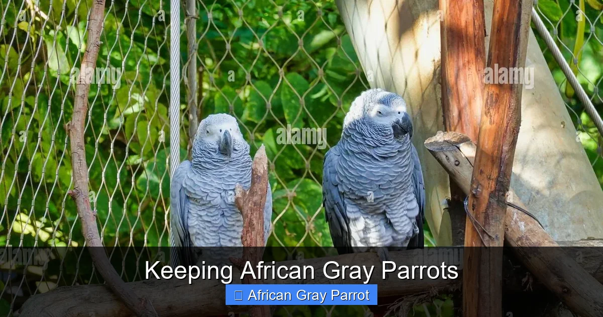 Keeping African Gray Parrots