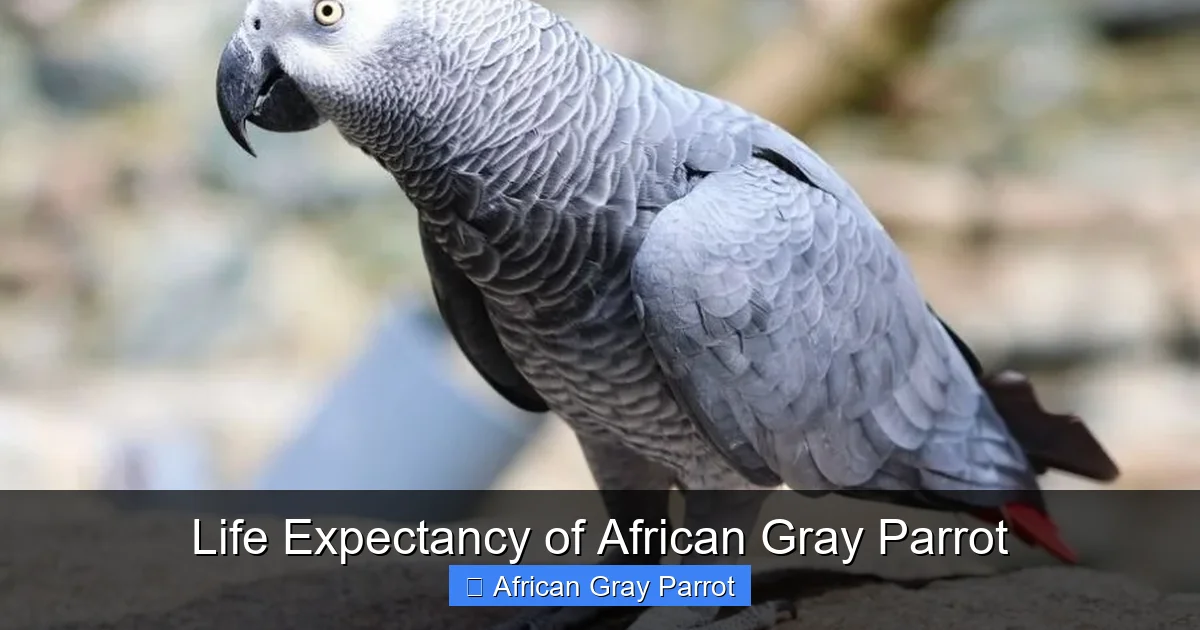 Life Expectancy of African Gray Parrot