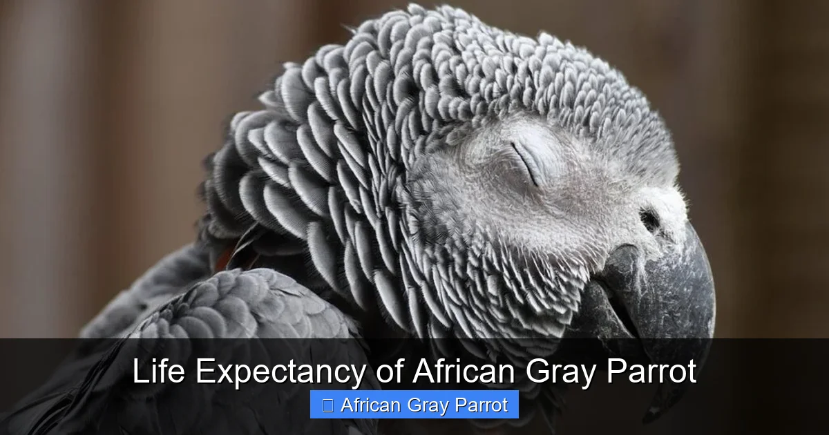 Life Expectancy of African Gray Parrot